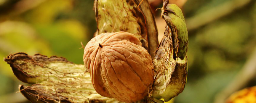 __walnut_flower___by_jojoasakura-d7yv7hi