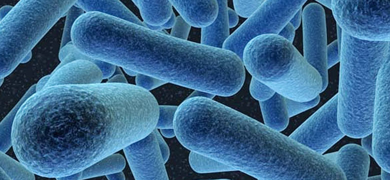bacteria