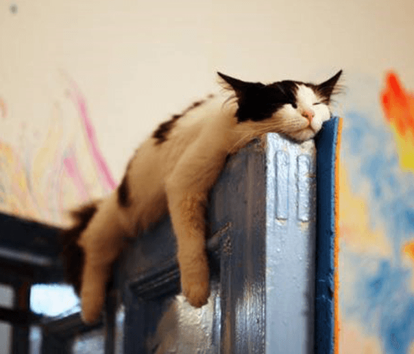 siesta2